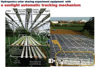 日本 千叶工业大学研发水耕栽培一体化的营农型光伏系统